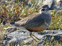 Eurasian Dotterel