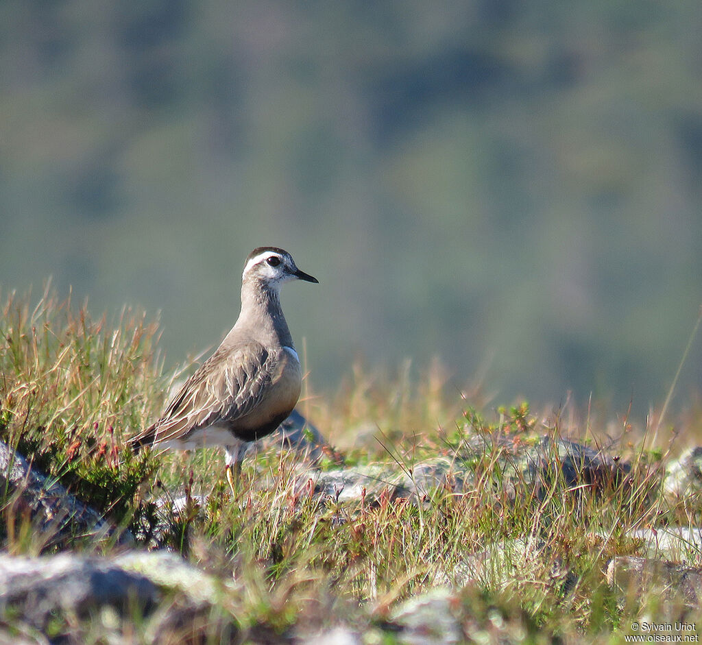 Eurasian Dotterel male adult