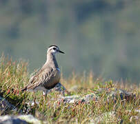 Eurasian Dotterel