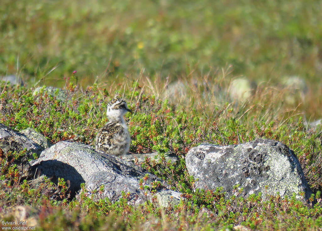 Pluvier guignardPoussin, identification, camouflage