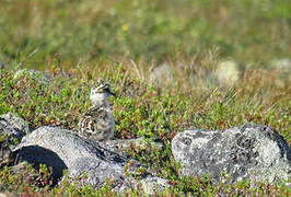 Eurasian Dotterel