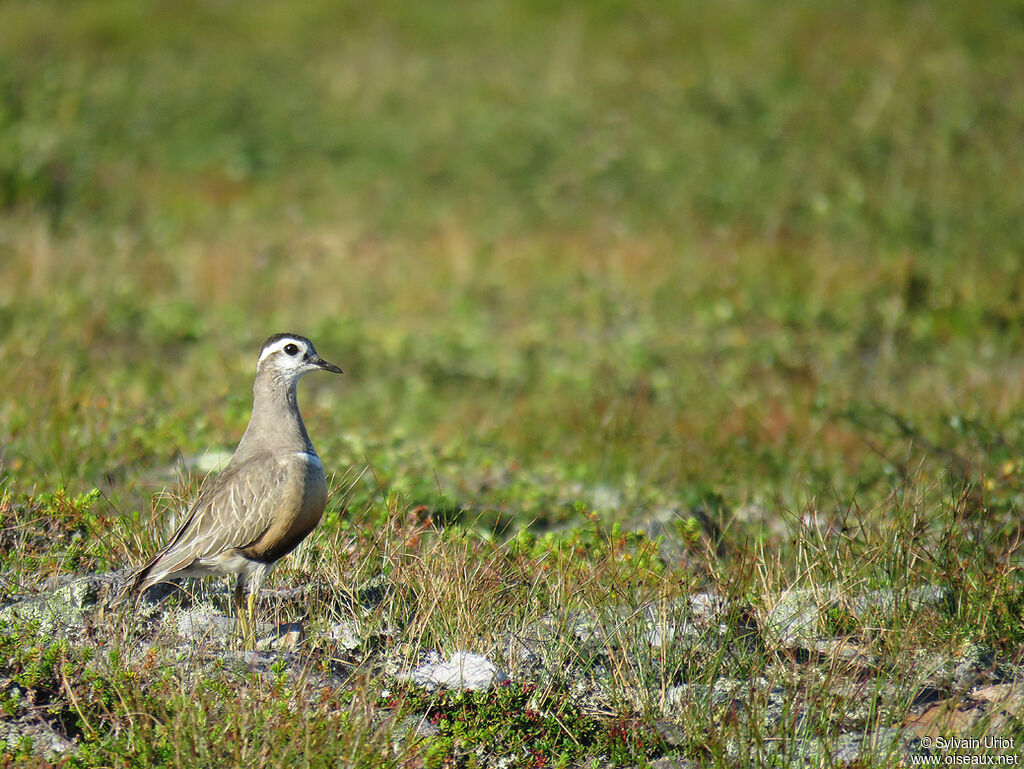 Eurasian Dotterel male adult