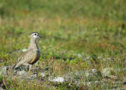 Eurasian Dotterel