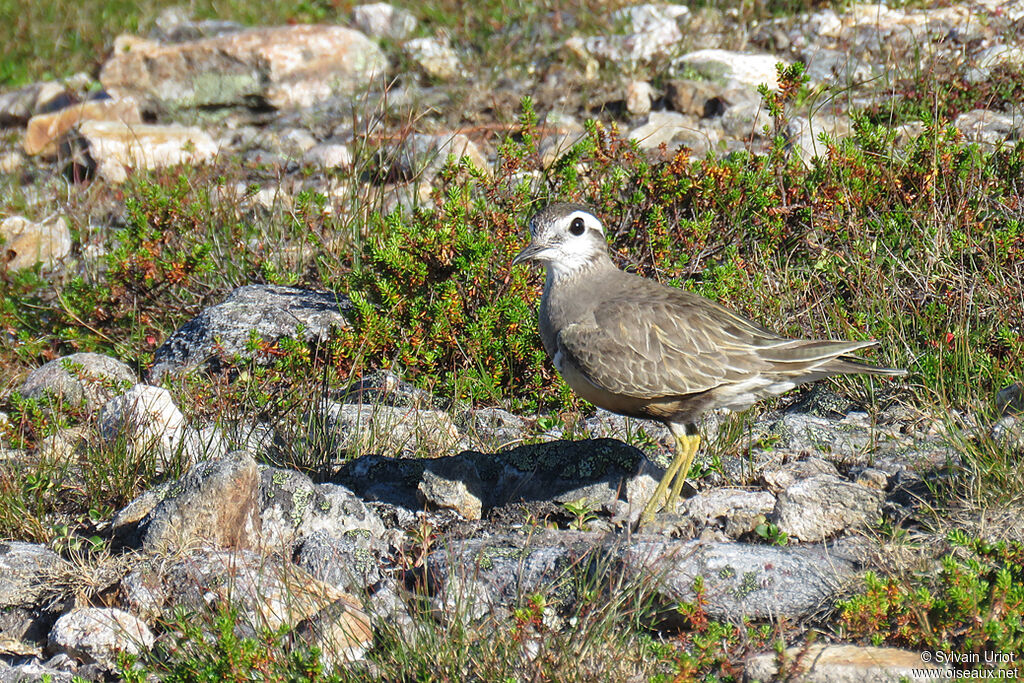 Eurasian Dotterel male adult