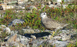 Eurasian Dotterel