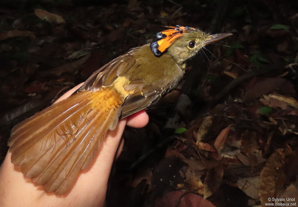 Tropical Royal Flycatcher female adult