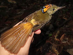 Amazonian Royal Flycatcher