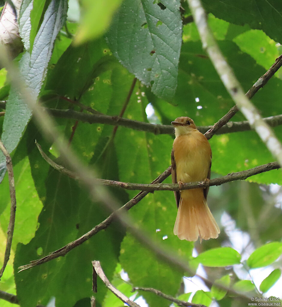 Tropical Royal Flycatcher