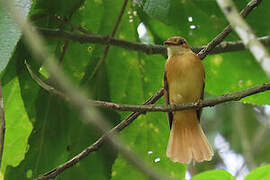 Tropical Royal Flycatcher