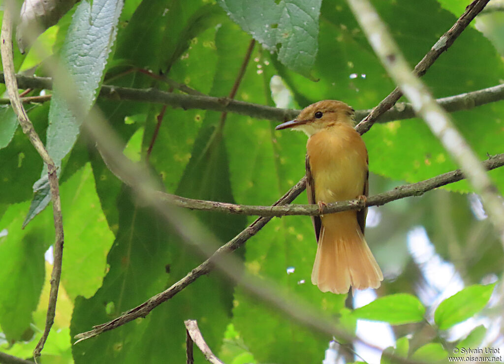 Tropical Royal Flycatcher