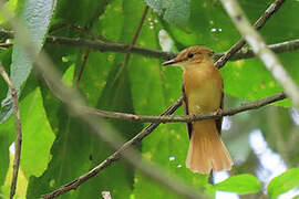 Tropical Royal Flycatcher