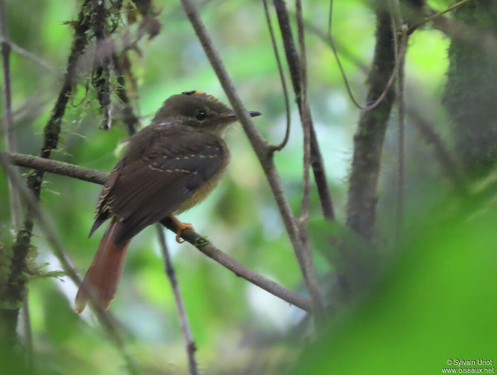 Tropical Royal Flycatcher female adult