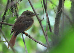 Amazonian Royal Flycatcher