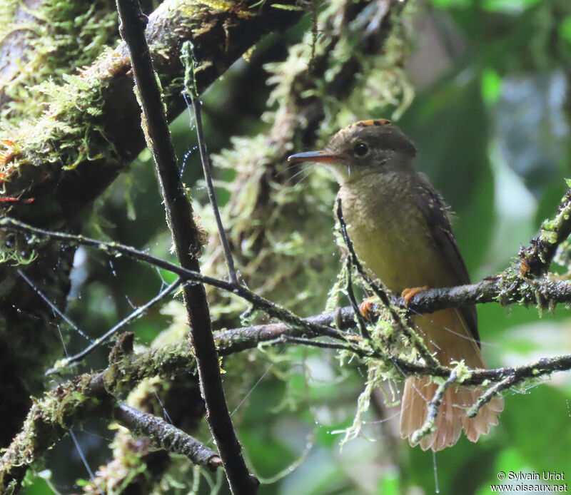 Amazonian Royal Flycatcher female adult