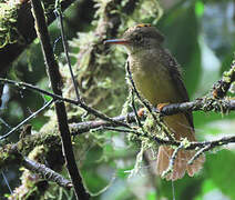 Tropical Royal Flycatcher