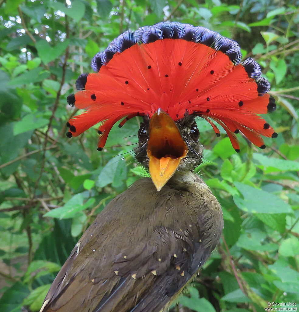 Tropical Royal Flycatcher male adult