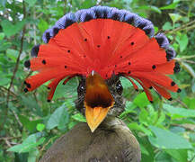 Tropical Royal Flycatcher