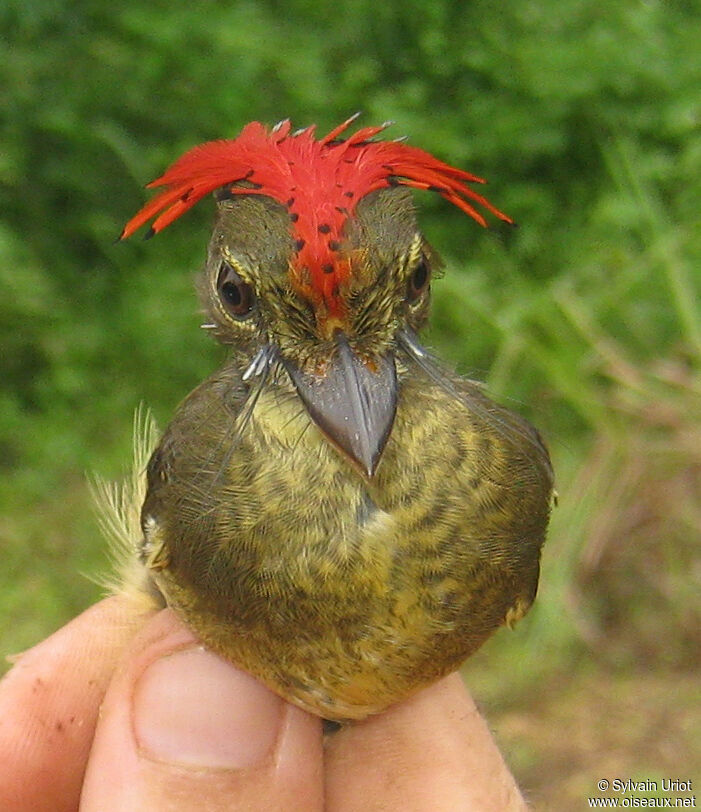 Tropical Royal Flycatcher male adult