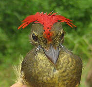 Tropical Royal Flycatcher