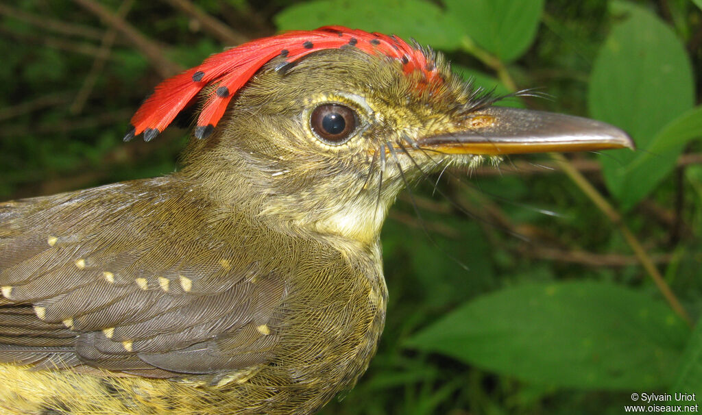 Tropical Royal Flycatcher male adult