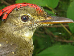 Amazonian Royal Flycatcher