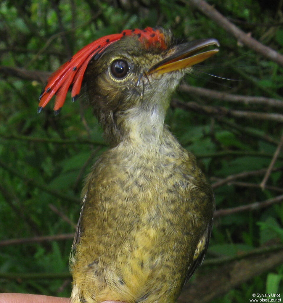 Amazonian Royal Flycatcher male adult