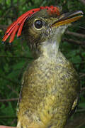 Amazonian Royal Flycatcher