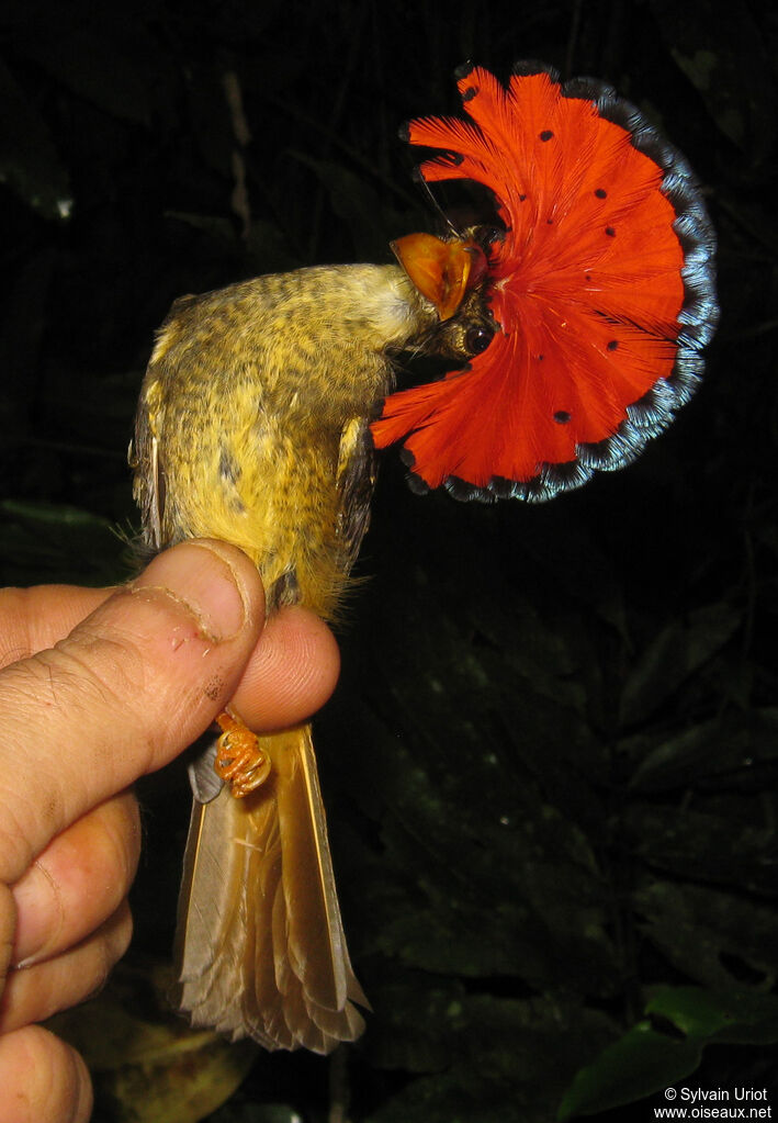 Amazonian Royal Flycatcher male adult