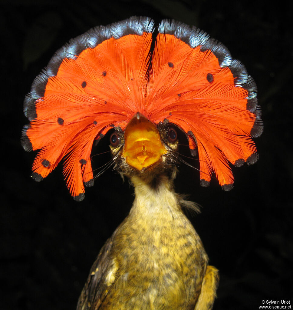 Tropical Royal Flycatcher male adult