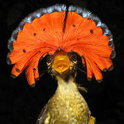 Amazonian Royal Flycatcher