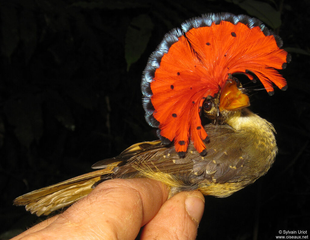 Amazonian Royal Flycatcher male adult