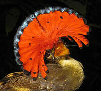 Tropical Royal Flycatcher