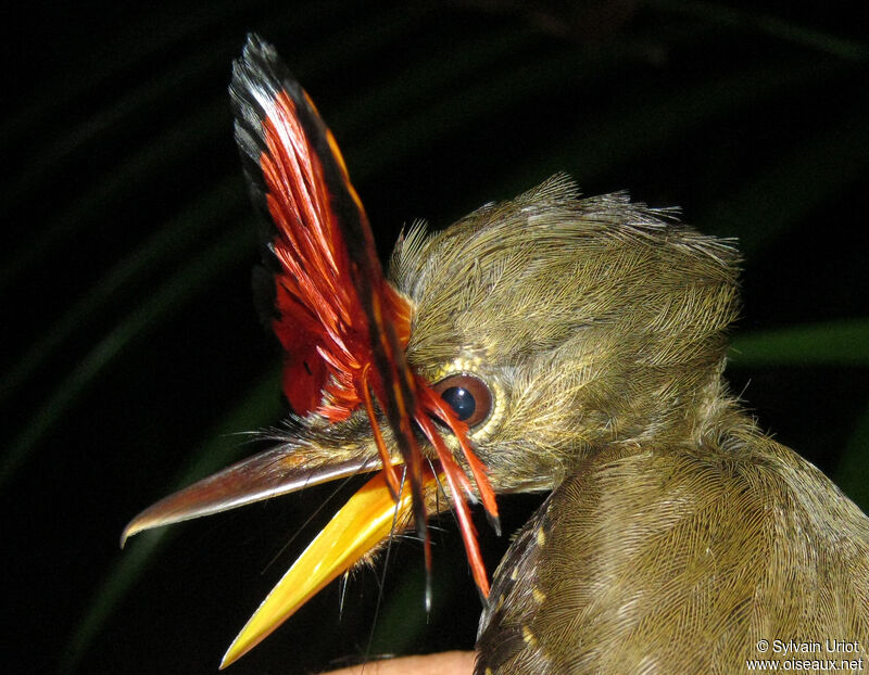 Amazonian Royal Flycatcher male adult