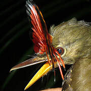 Amazonian Royal Flycatcher