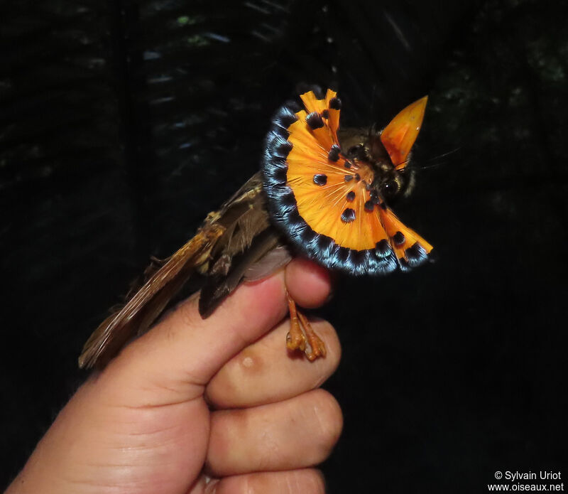 Amazonian Royal Flycatcher female adult