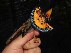 Tropical Royal Flycatcher