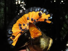 Tropical Royal Flycatcher