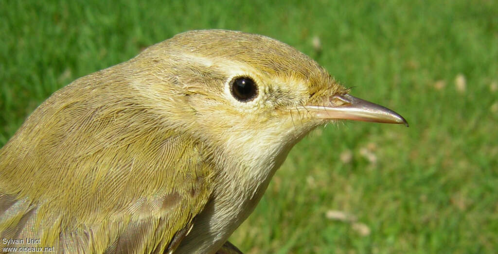 Western Bonelli's Warbleradult, close-up portrait