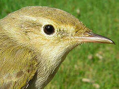 Western Bonelli's Warbler