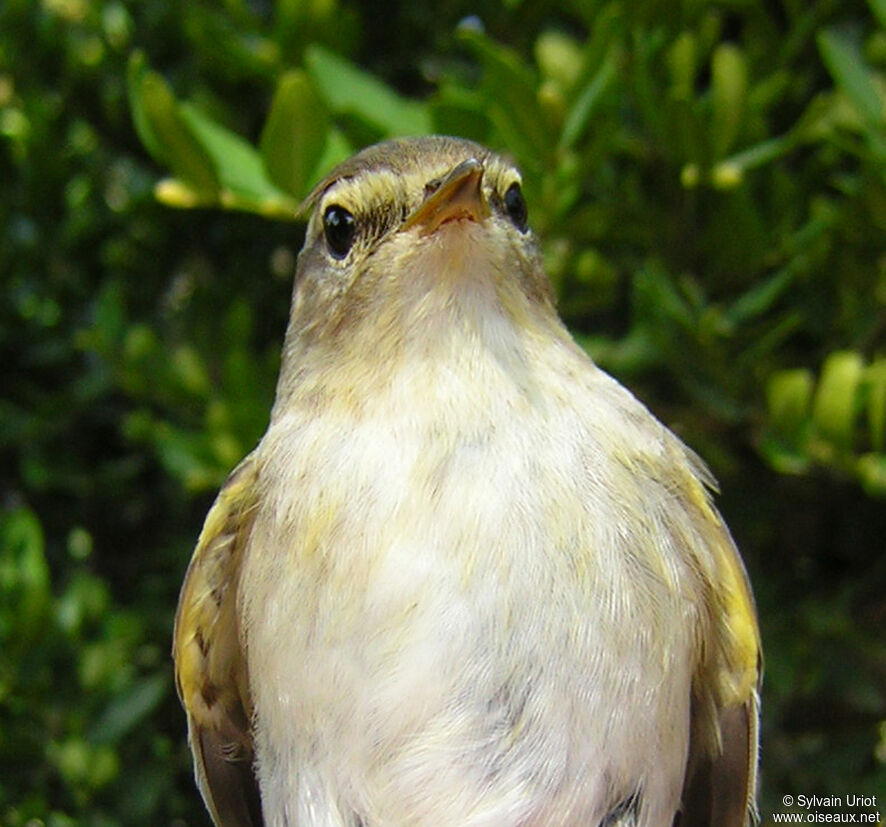 Willow Warbler, close-up portrait