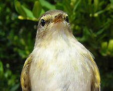 Willow Warbler