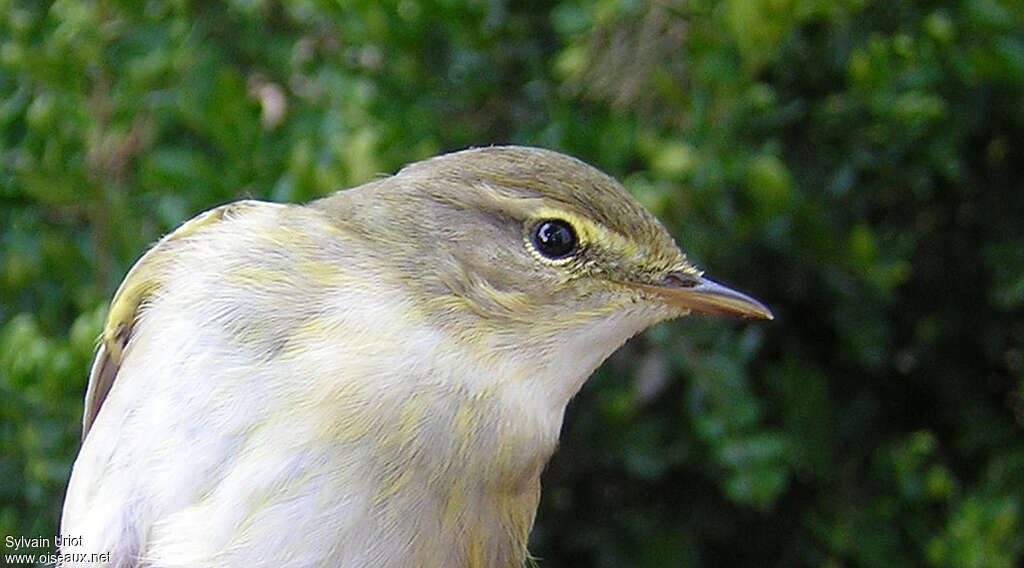 Willow Warbleradult, close-up portrait