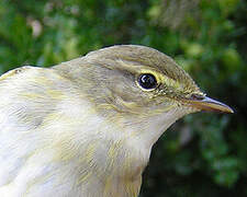 Willow Warbler