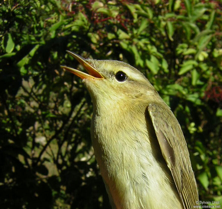 Willow Warbler, close-up portrait