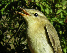 Willow Warbler