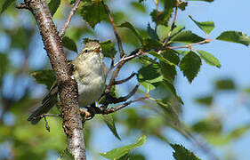 Willow Warbler