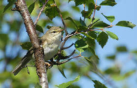 Willow Warbler