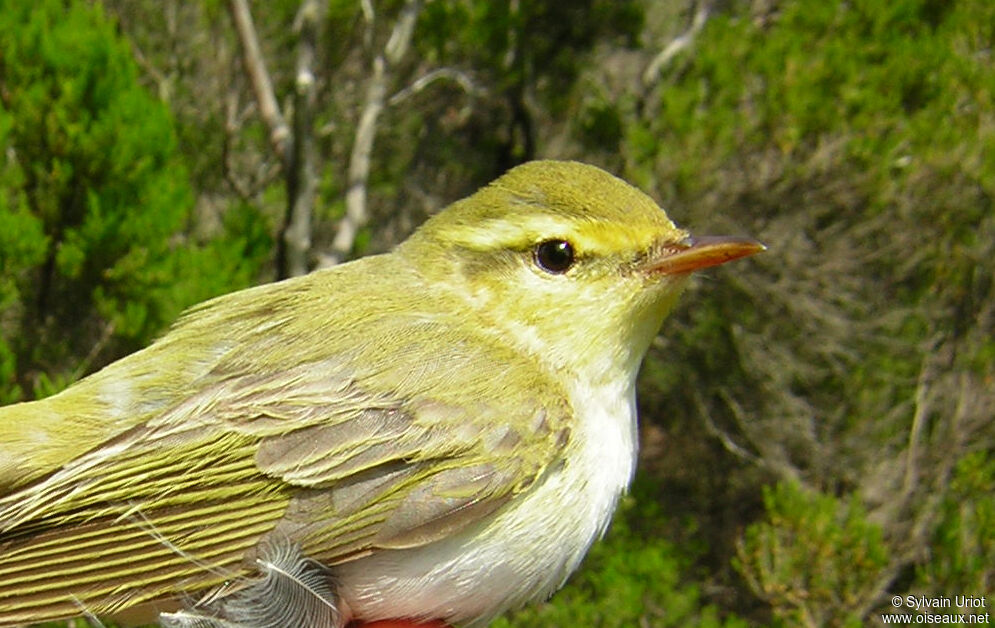 Wood Warbler, close-up portrait