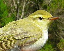 Wood Warbler