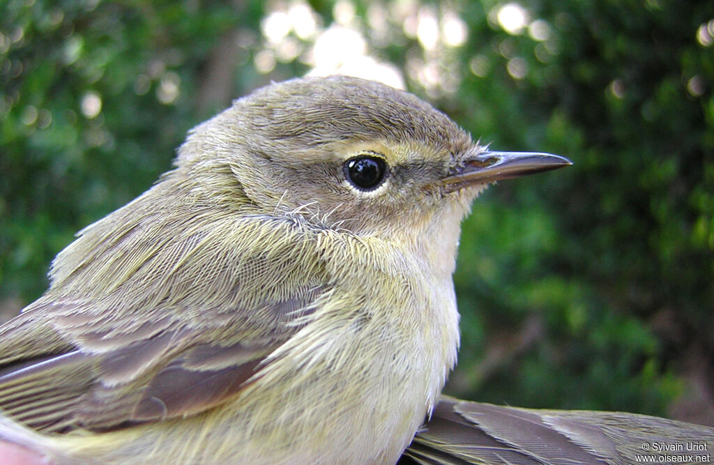 Common Chiffchaff, close-up portrait